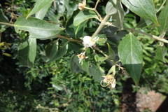 Hiptage benghalensis